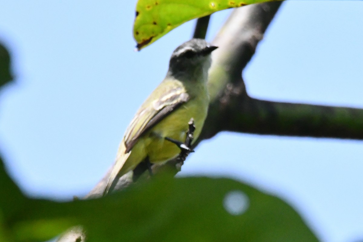 Yellow-crowned Tyrannulet - ML618271926