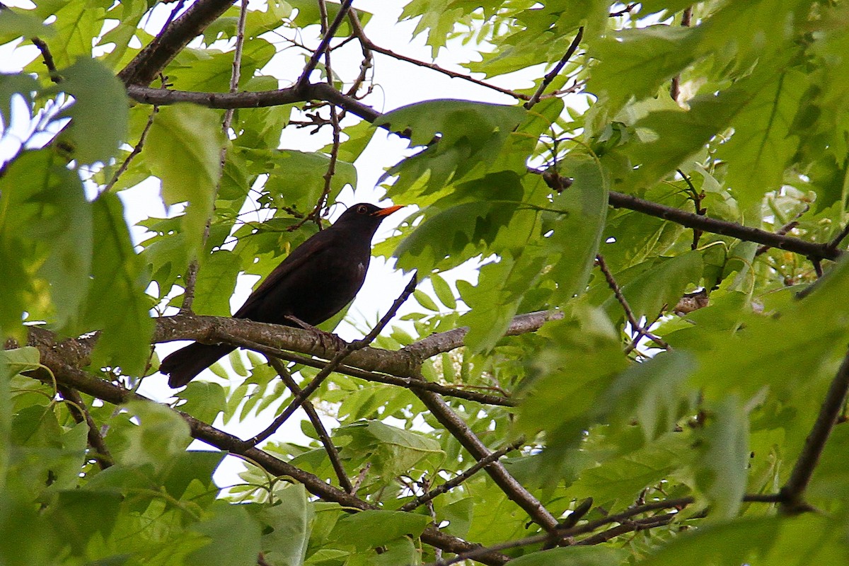 Eurasian Blackbird - ML618271941