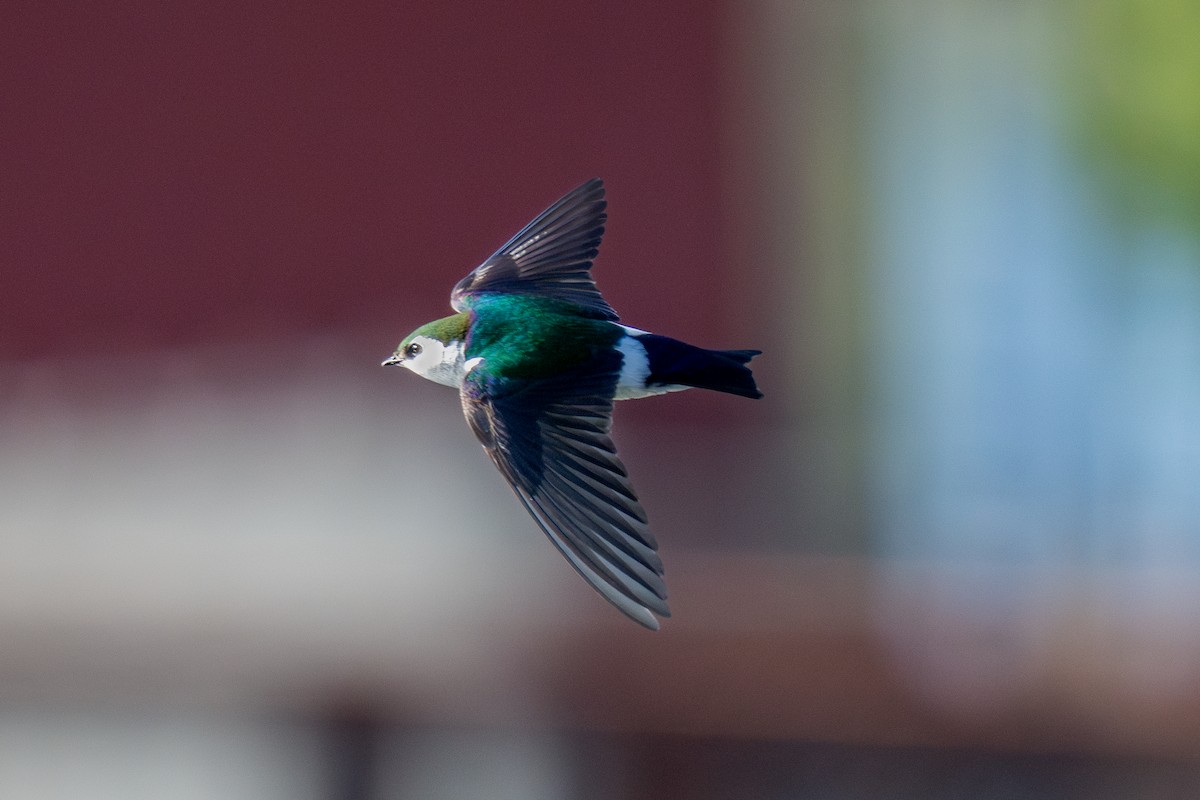 Violet-green Swallow - Ben Kolstad