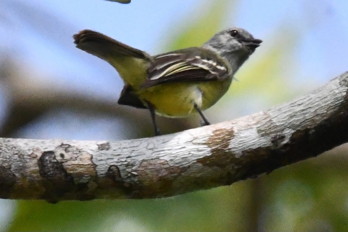 Yellow-crowned Tyrannulet - ML618271944