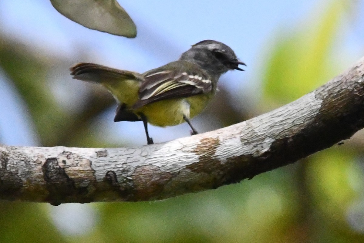 Yellow-crowned Tyrannulet - ML618271945