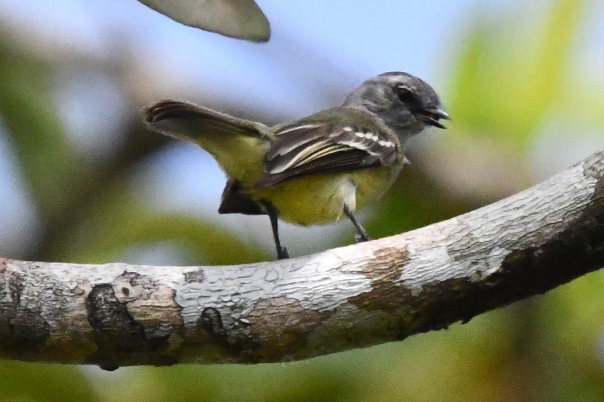Yellow-crowned Tyrannulet - ML618271946