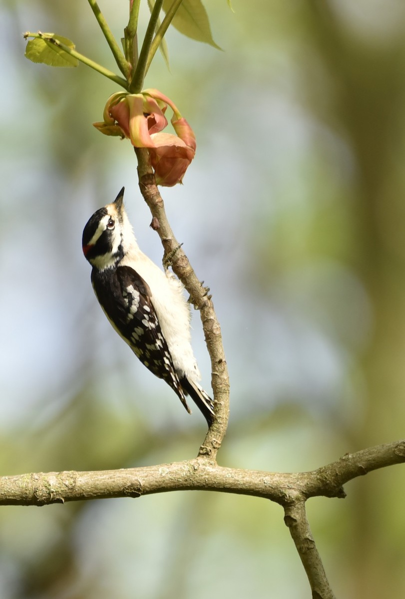 Downy Woodpecker - ML618271976