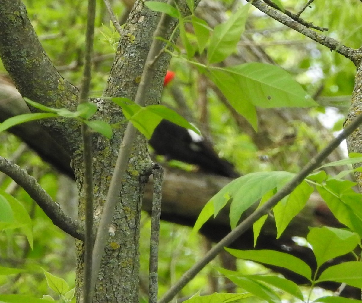 Pileated Woodpecker - ML618271993
