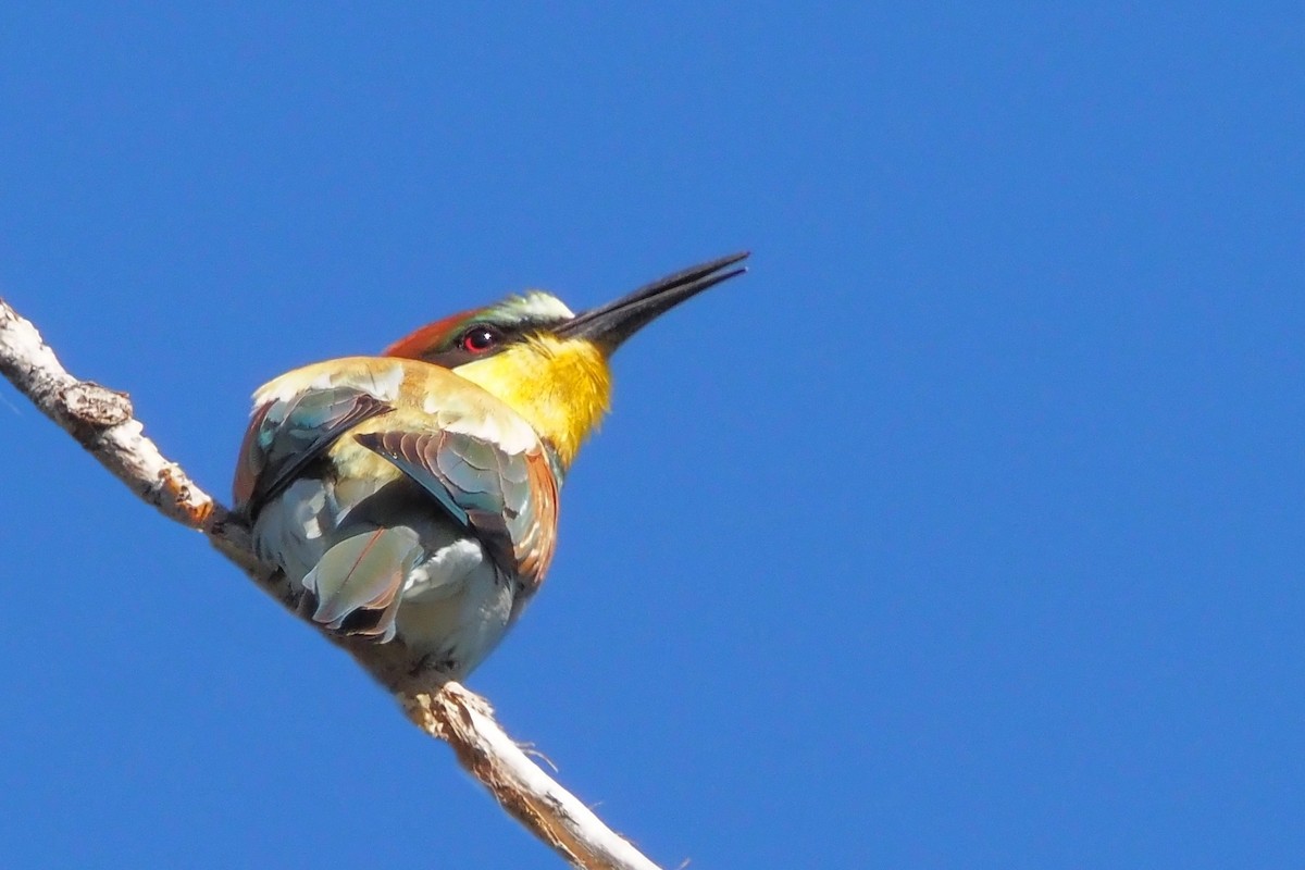 European Bee-eater - ML618272009