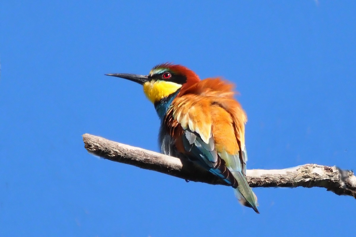 European Bee-eater - angel garcia