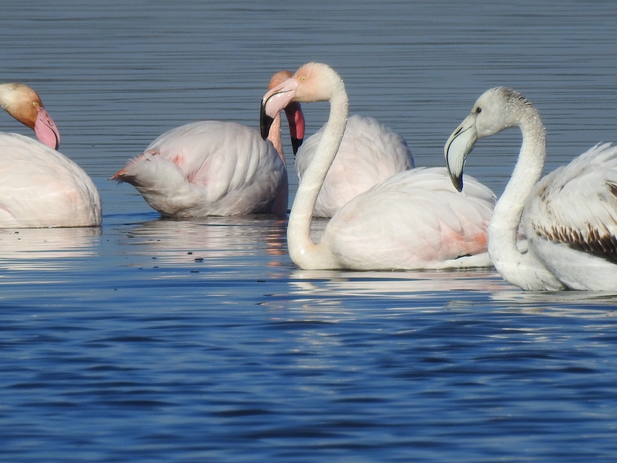 Greater Flamingo - Virginia Febrero Díaz
