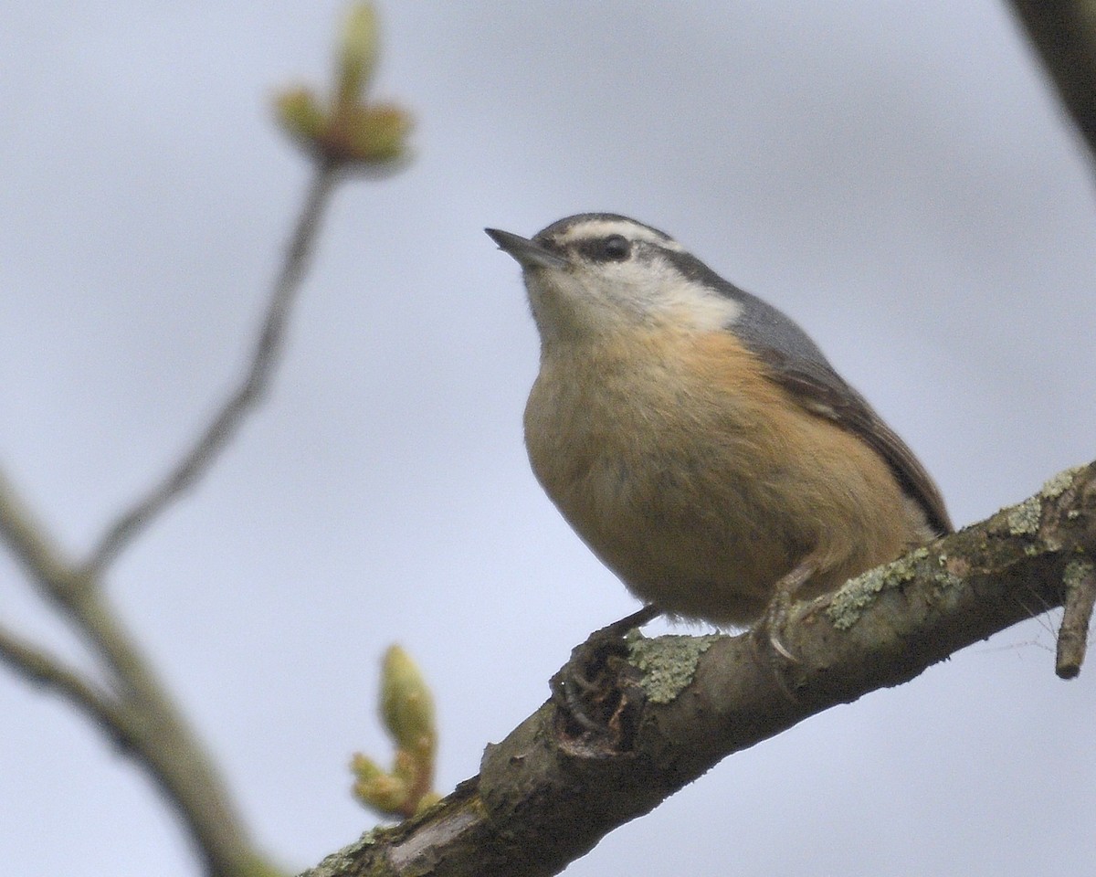 Red-breasted Nuthatch - ML618272028
