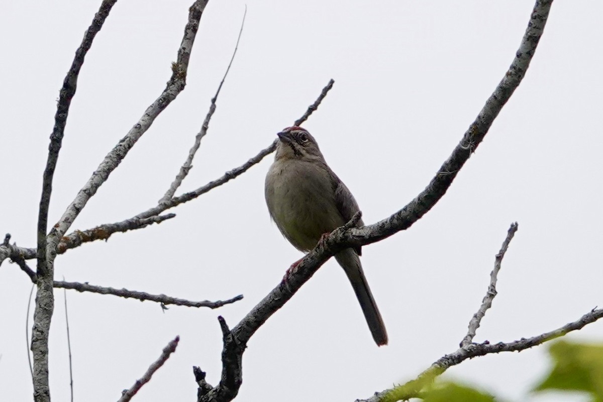 Rufous-crowned Sparrow - ML618272078
