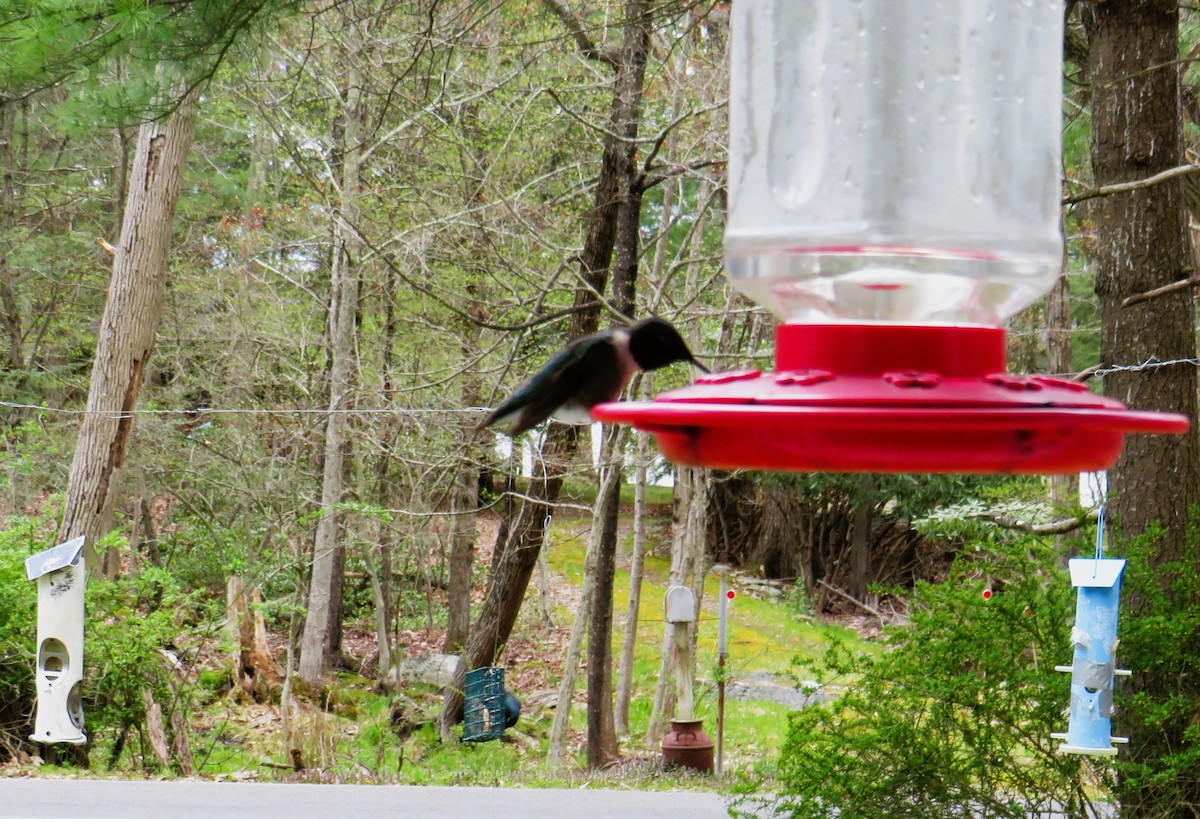 Ruby-throated Hummingbird - ML618272159