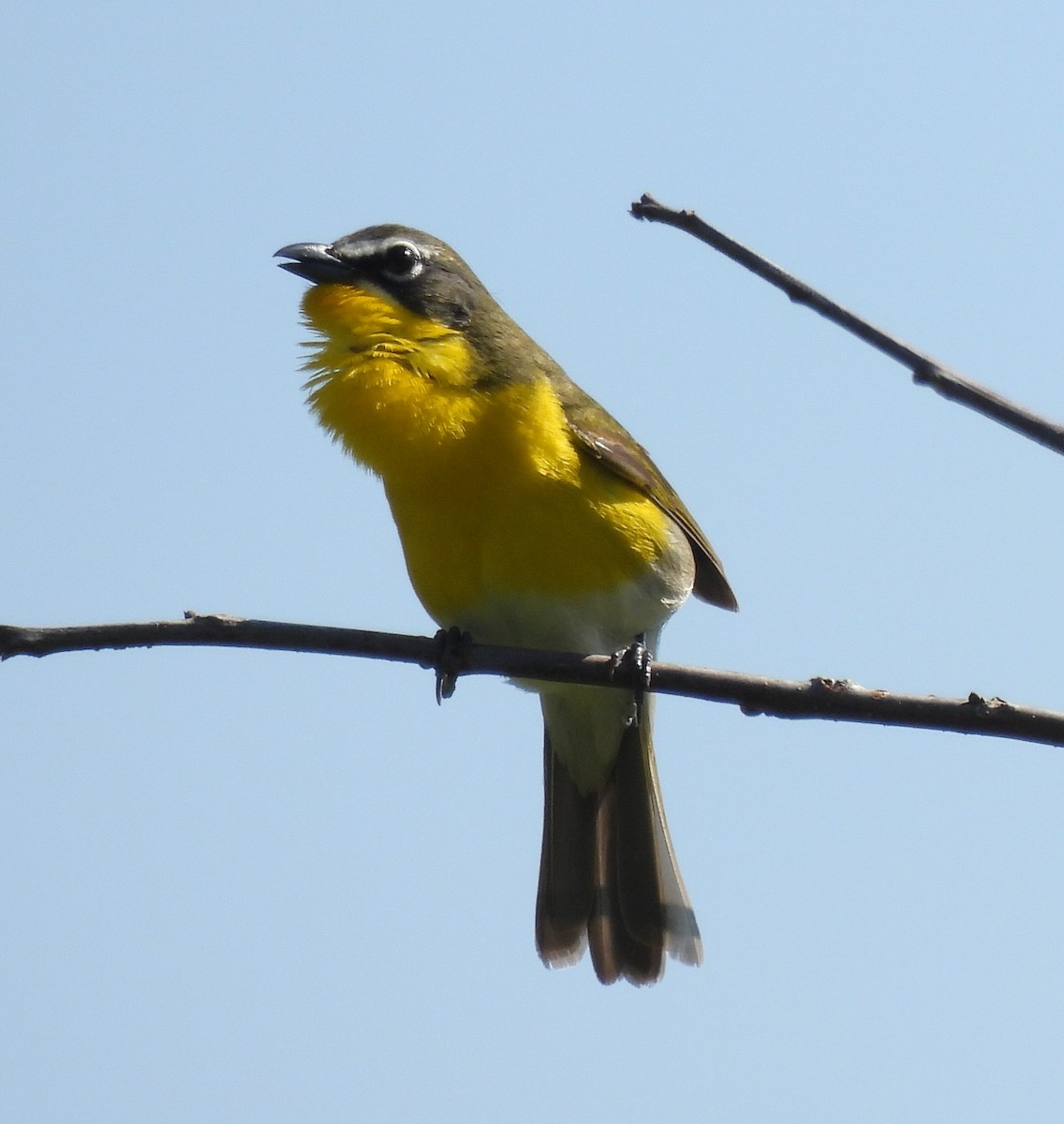 Yellow-breasted Chat - ML618272165