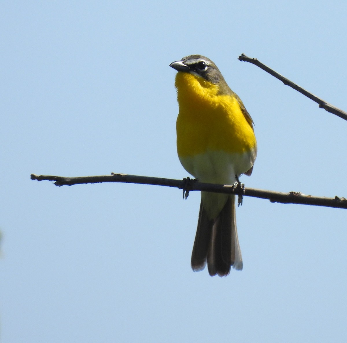 Yellow-breasted Chat - ML618272166