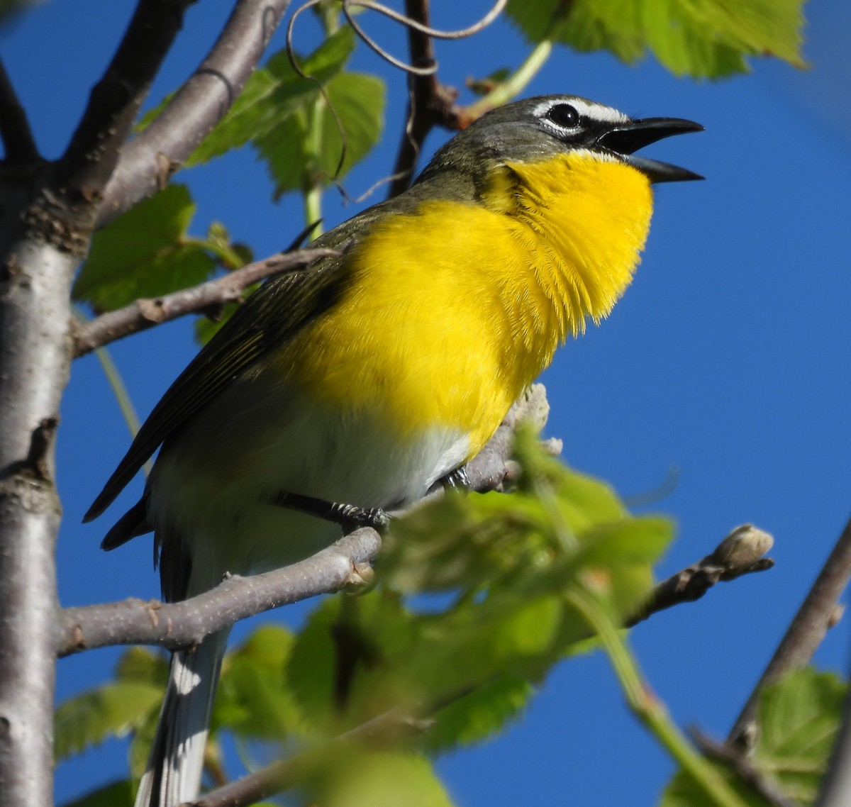 Yellow-breasted Chat - ML618272168