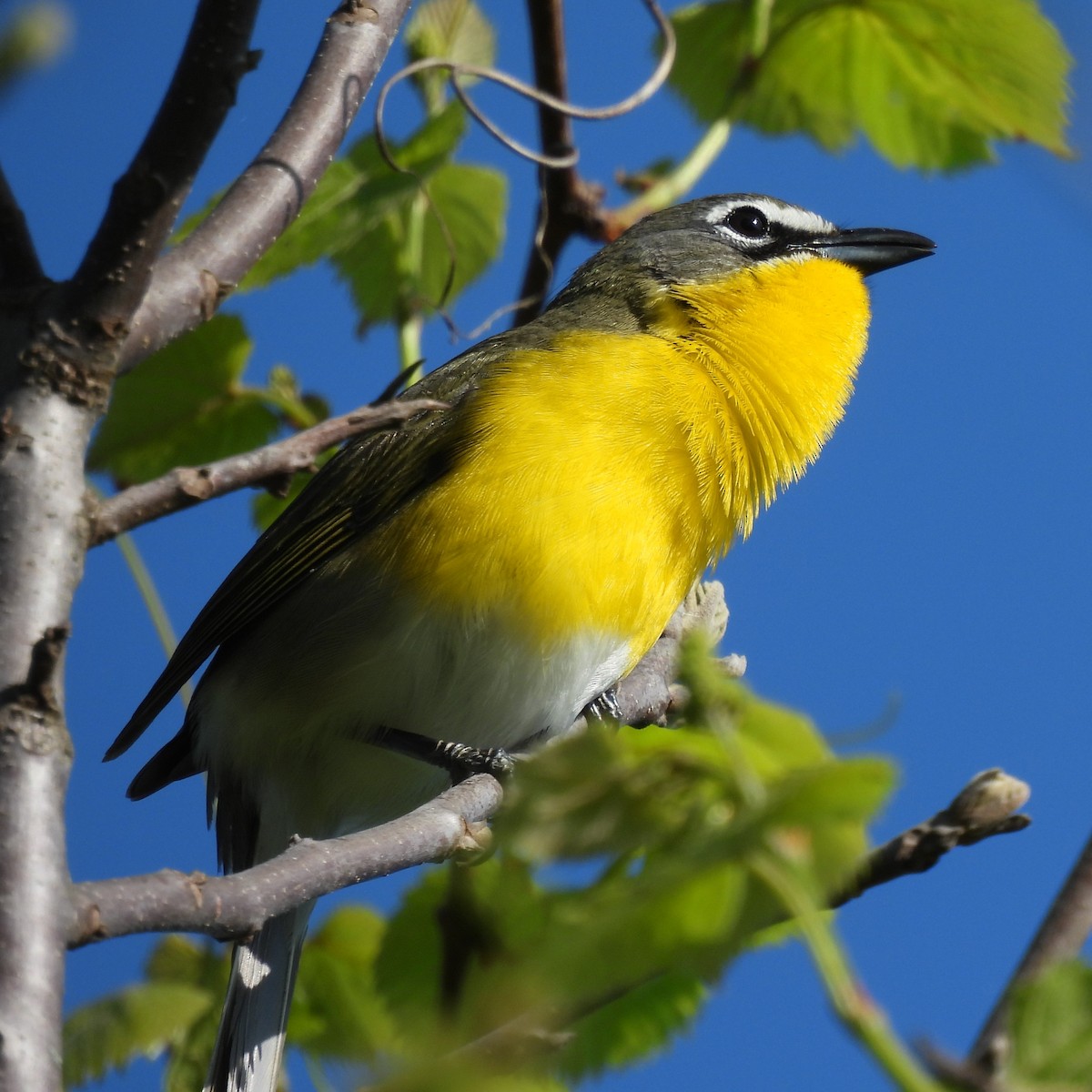 Yellow-breasted Chat - ML618272170