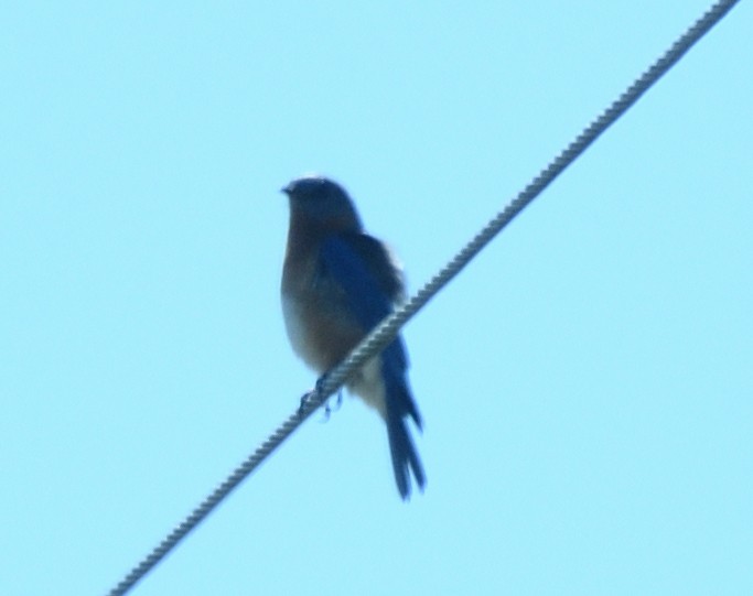 Eastern Bluebird (Eastern) - ML618272175