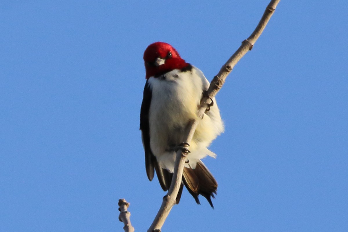 Red-headed Woodpecker - ML618272183