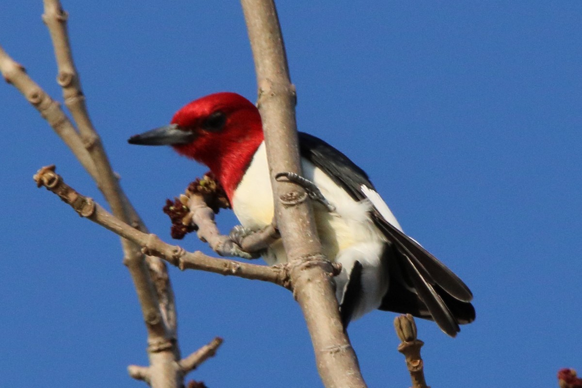 Red-headed Woodpecker - Dave Brown