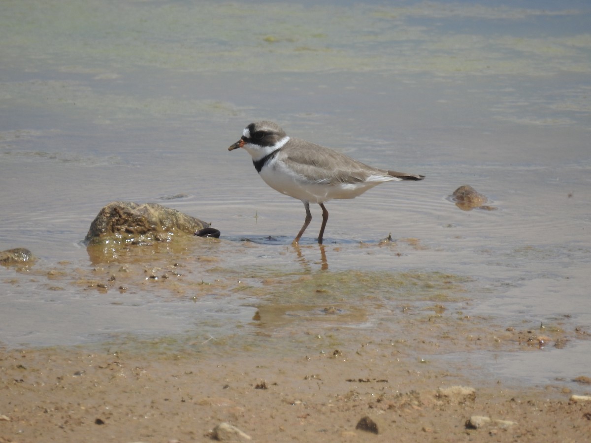 Semipalmated Plover - ML618272194
