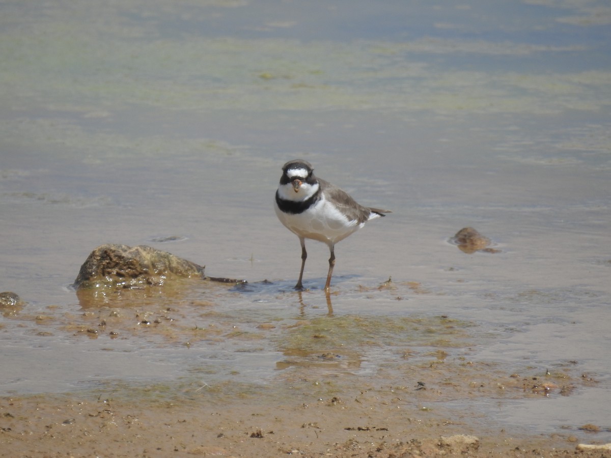Semipalmated Plover - ML618272197