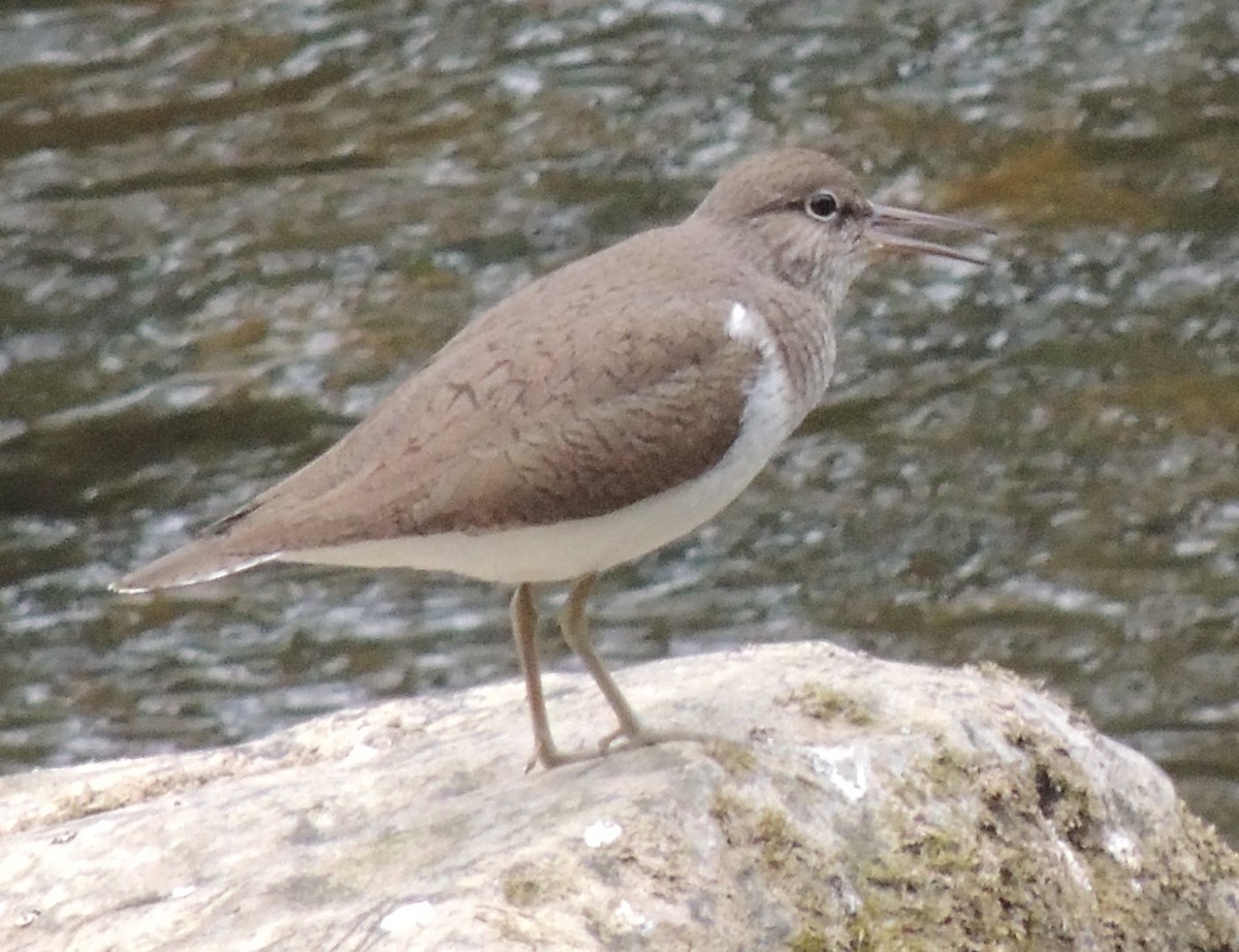 Common Sandpiper - Mark Easterbrook