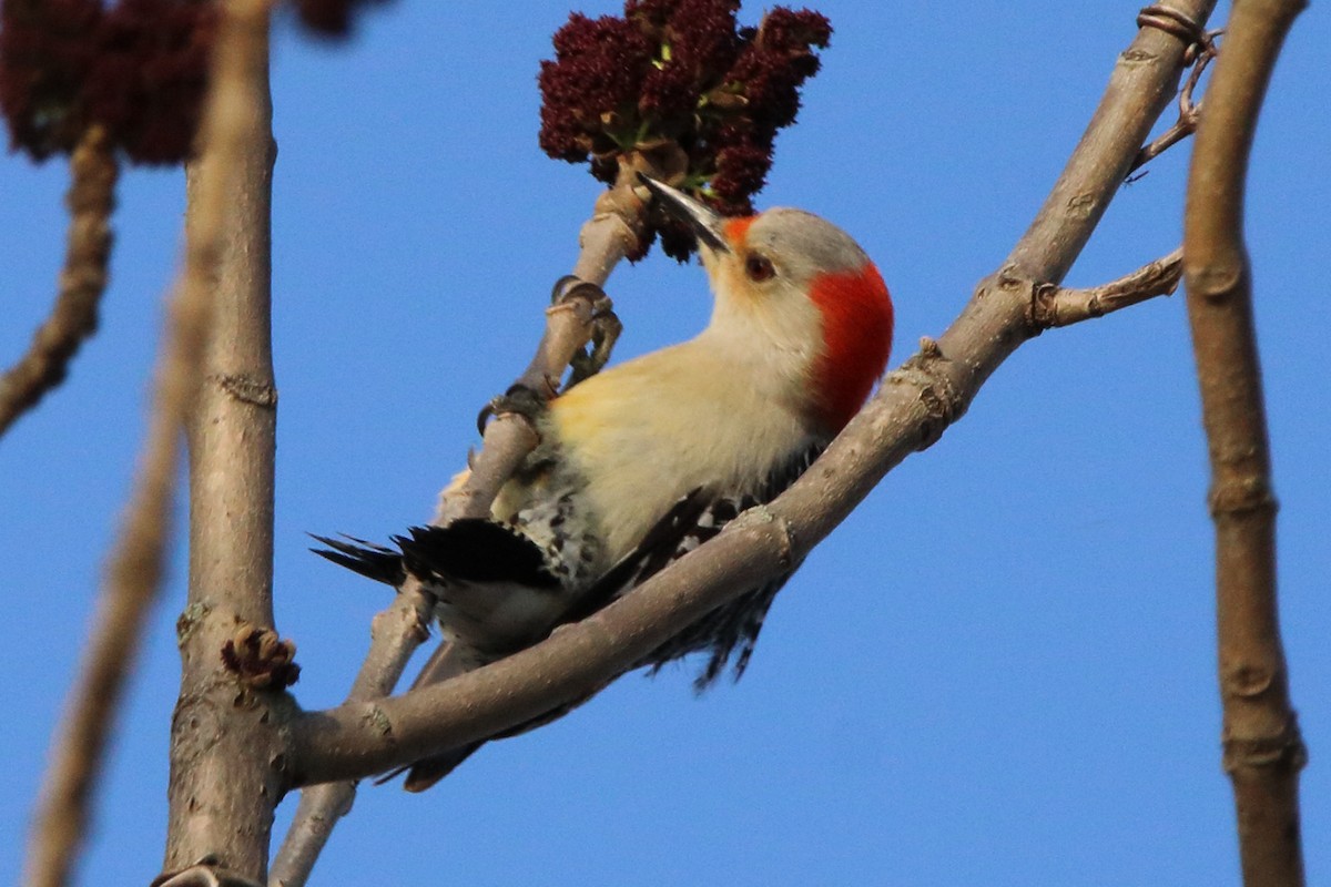 Red-bellied Woodpecker - ML618272210