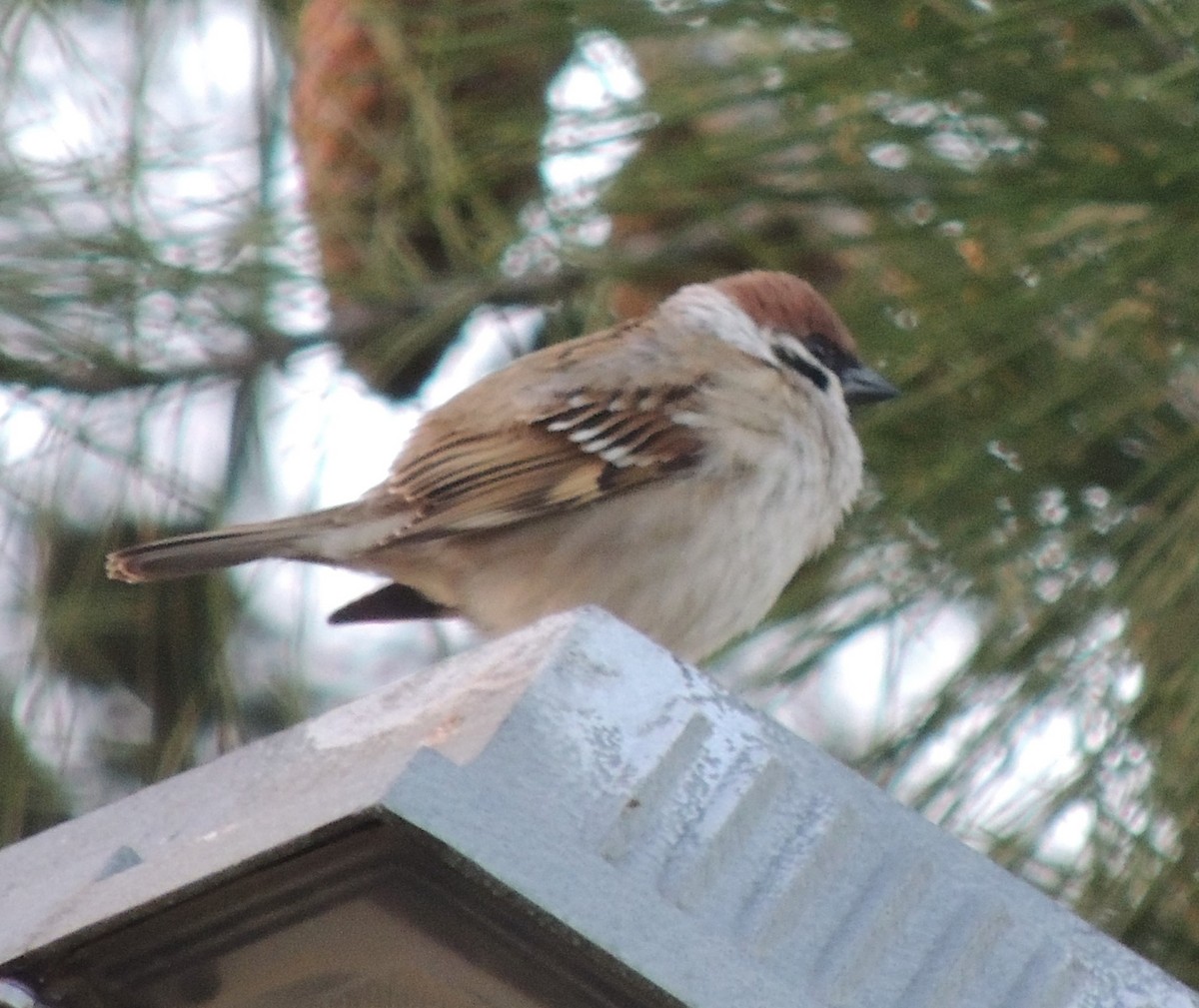 Eurasian Tree Sparrow - ML618272217
