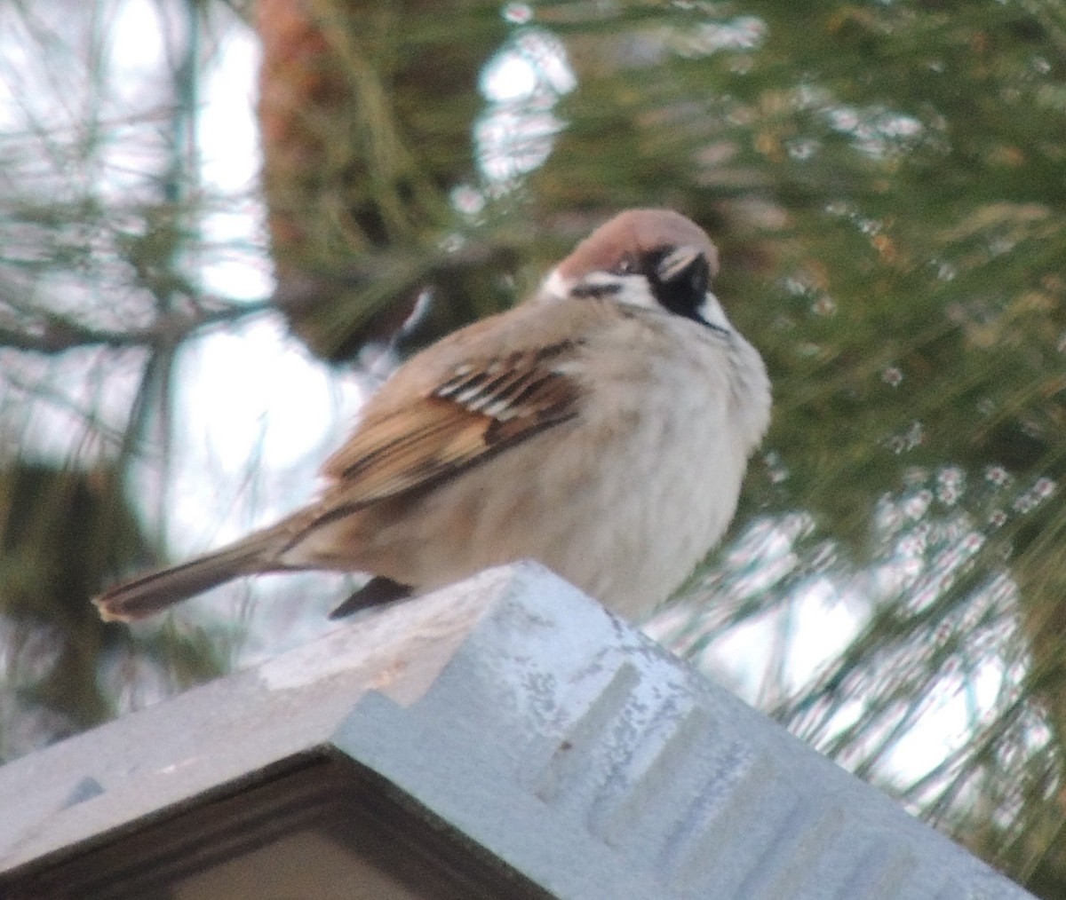 Eurasian Tree Sparrow - ML618272218