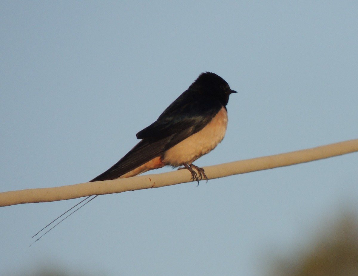 Barn Swallow (White-bellied) - Peter Bono