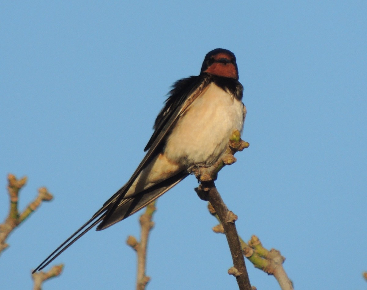 Barn Swallow (White-bellied) - ML618272236