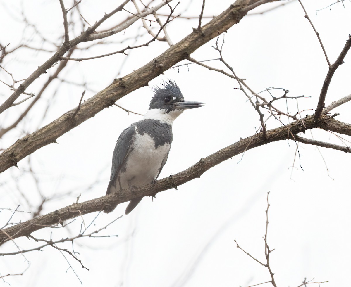 Belted Kingfisher - ML618272239
