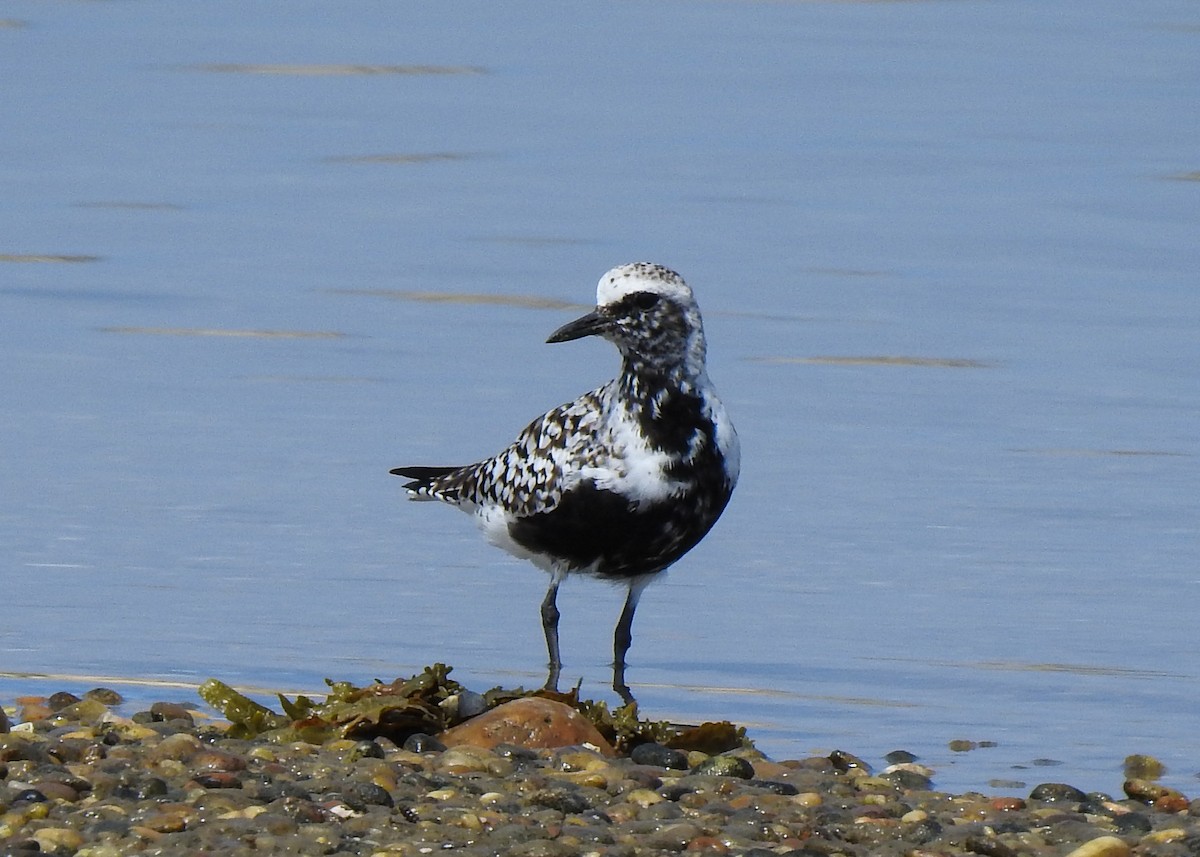 Black-bellied Plover - Betsy McCully
