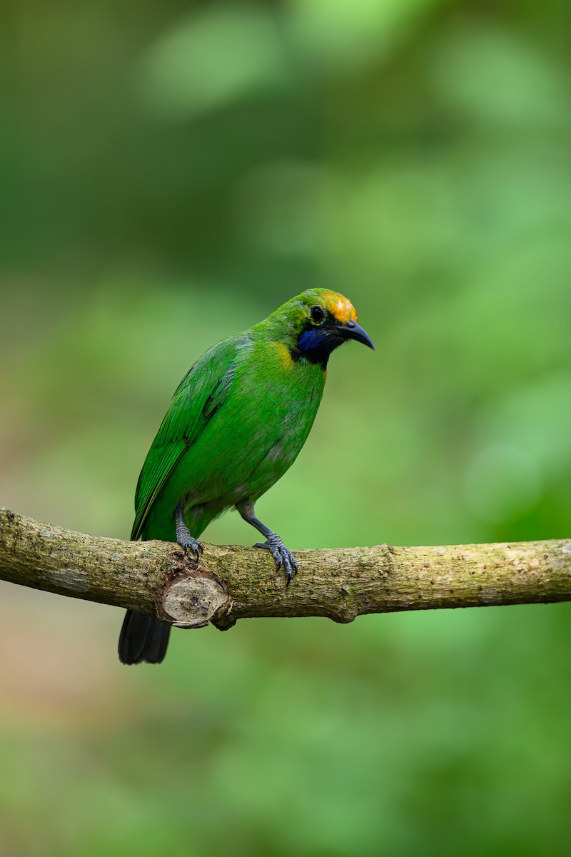 Golden-fronted Leafbird - Sudhir Paul