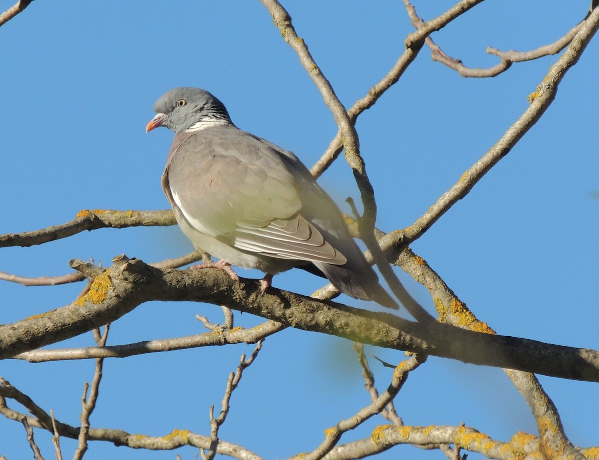 Common Wood-Pigeon - ML618272270
