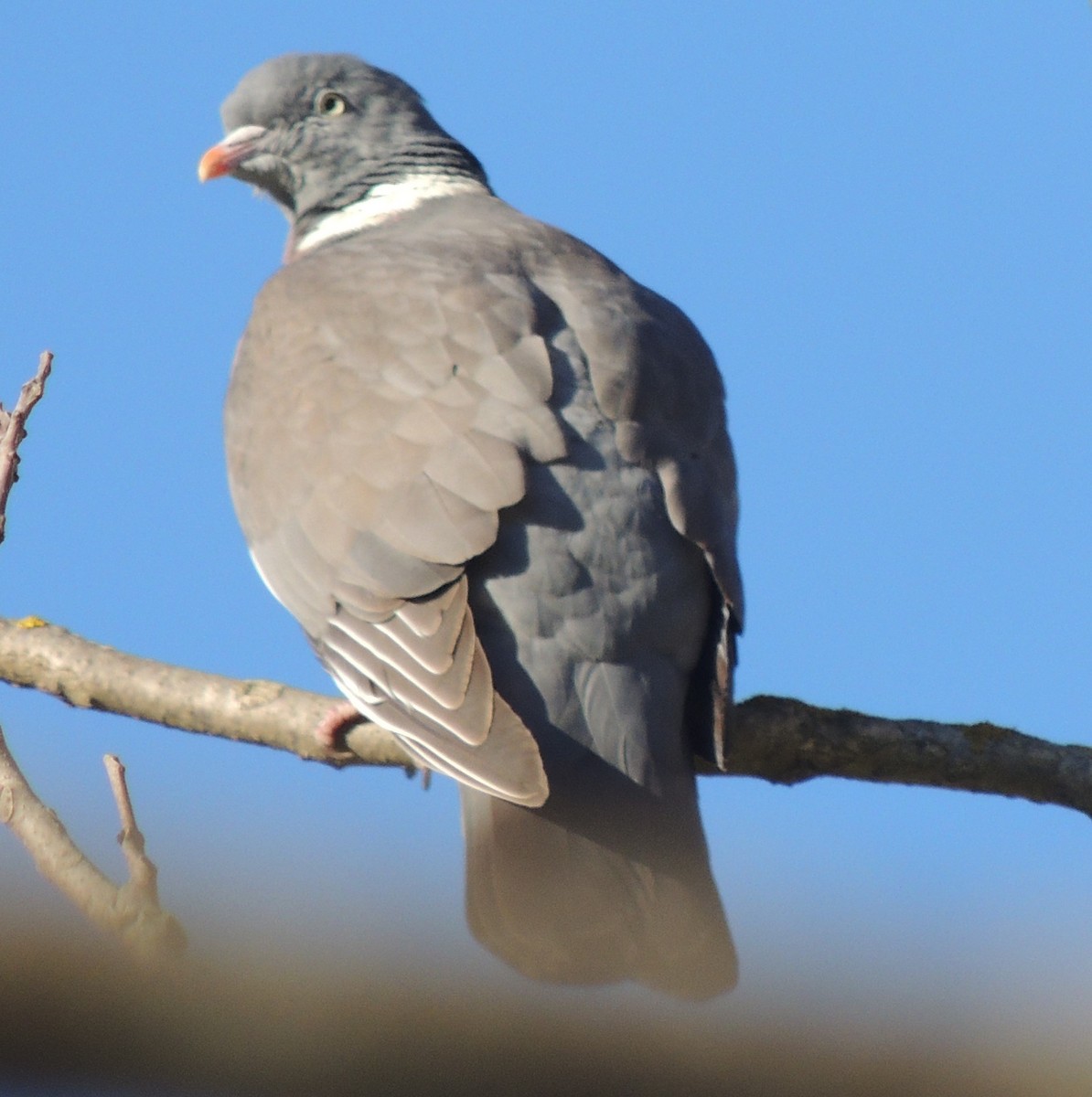 Common Wood-Pigeon - Peter Bono