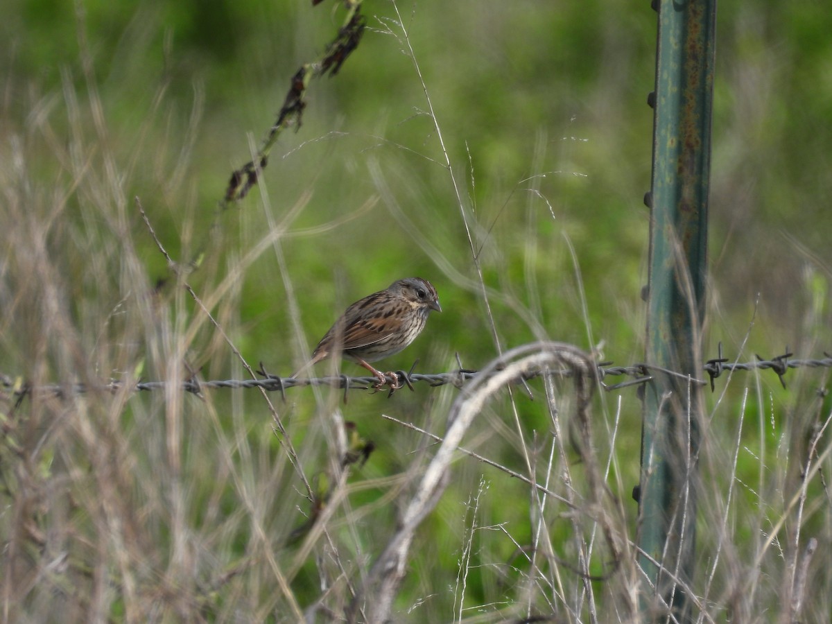 Lincoln's Sparrow - Kelly Ormesher