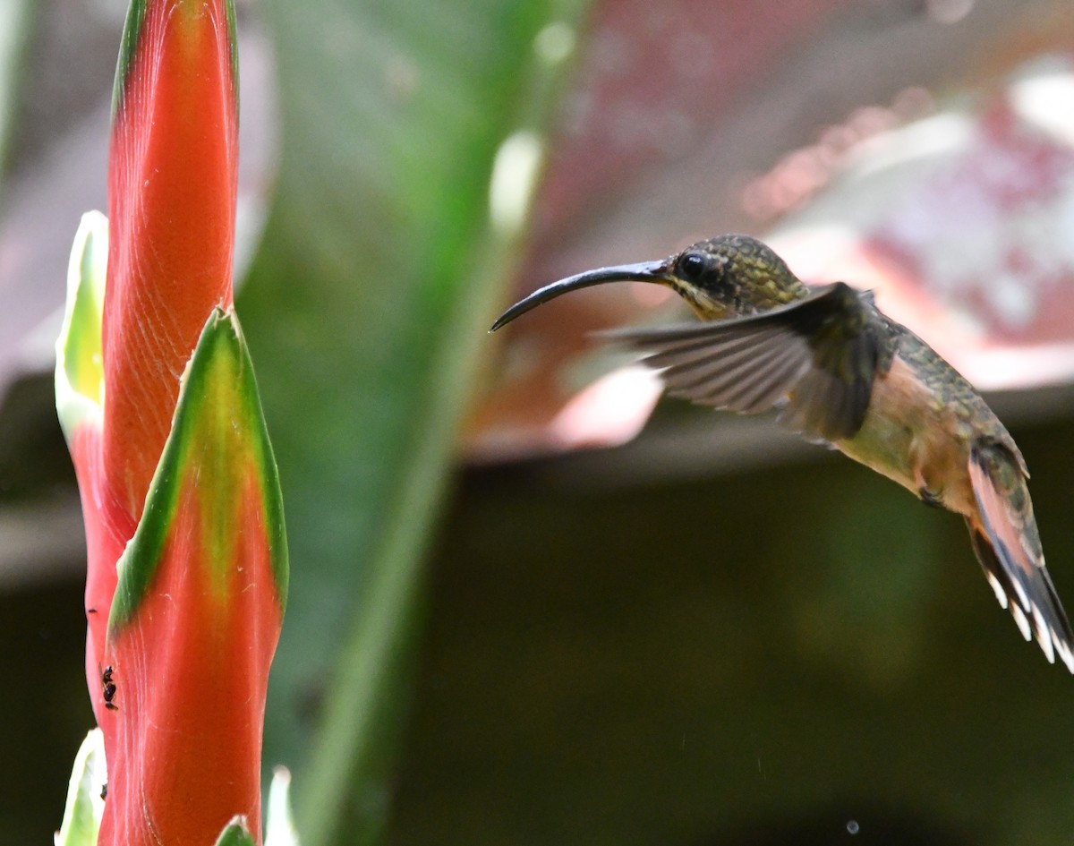 kolibřík bronzový - ML618272313