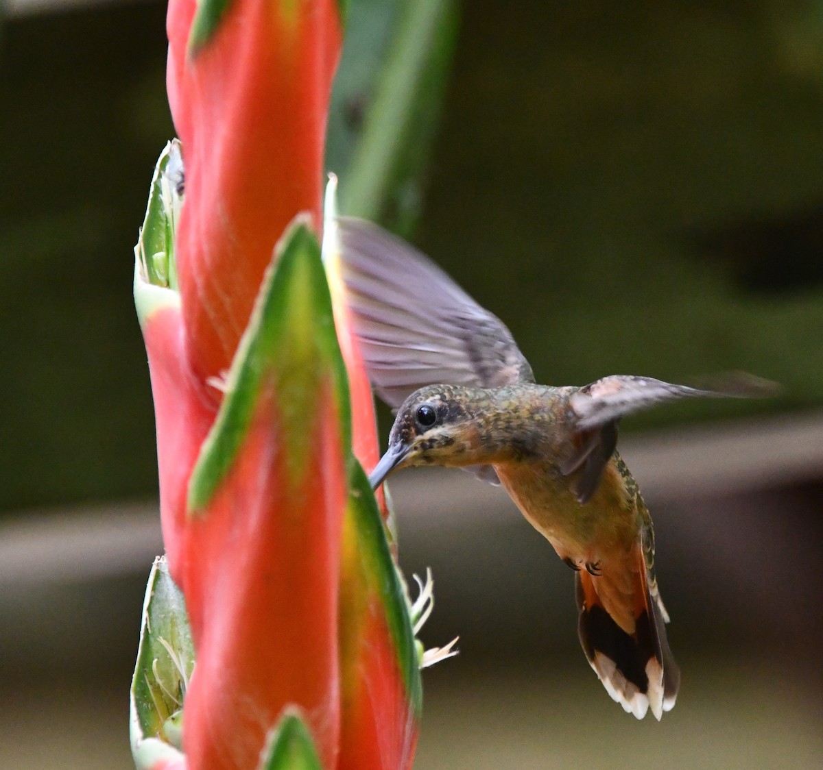 kolibřík bronzový - ML618272314