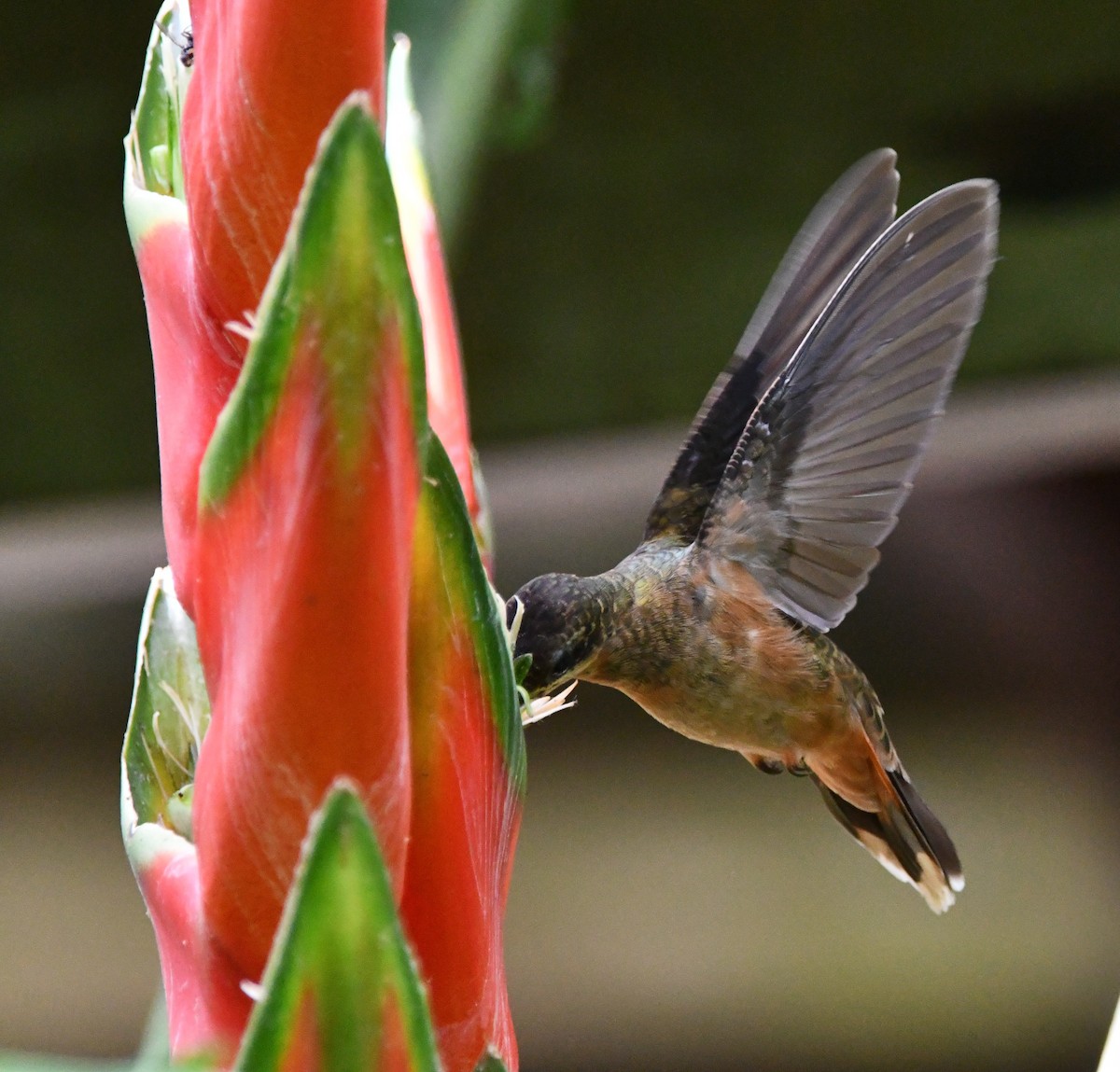 kolibřík bronzový - ML618272316