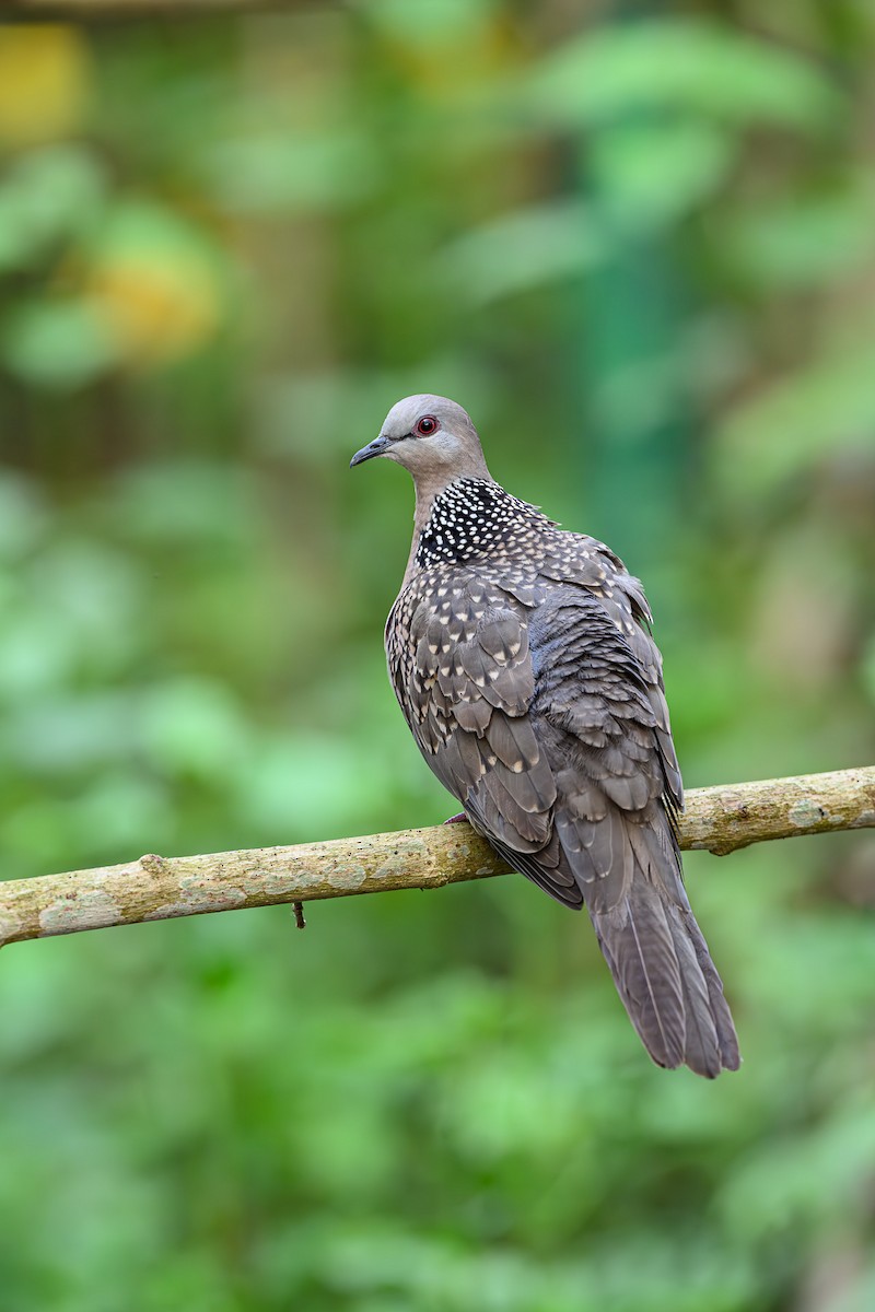 Spotted Dove - ML618272367