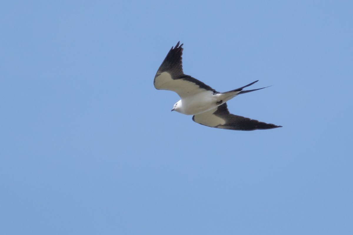 Swallow-tailed Kite - ML618272386