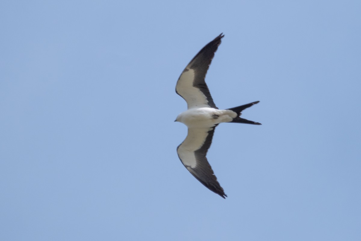Swallow-tailed Kite - ML618272387