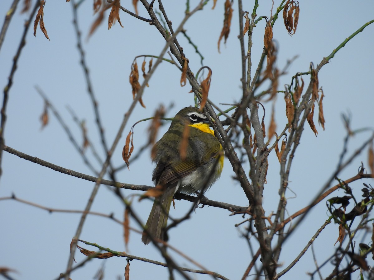Yellow-breasted Chat - ML618272427