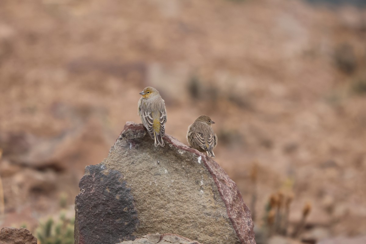 Greater Yellow-Finch - ML618272455