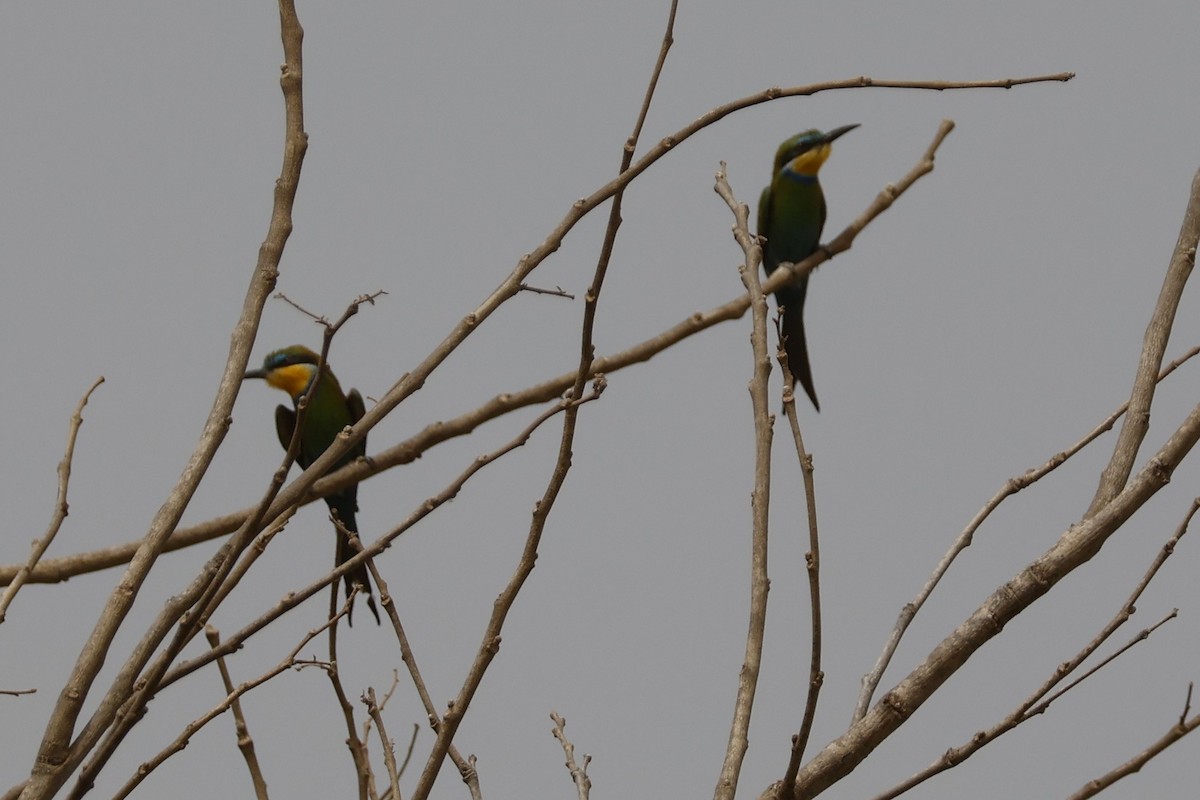 Swallow-tailed Bee-eater - ML618272461