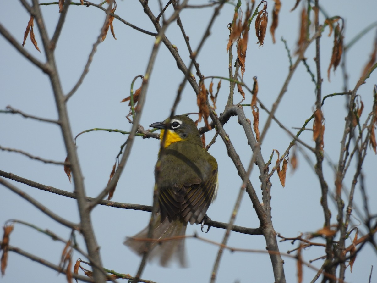 Yellow-breasted Chat - Kelly Ormesher
