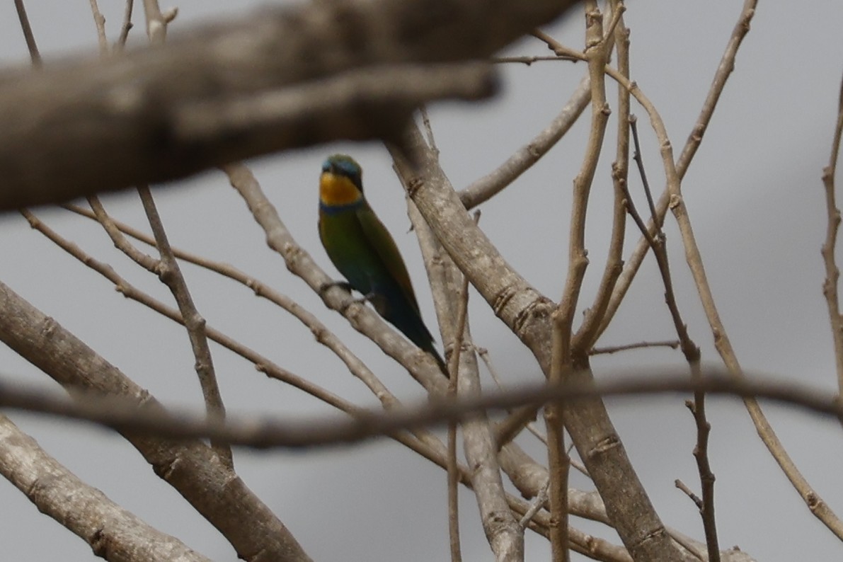 Swallow-tailed Bee-eater - ML618272489
