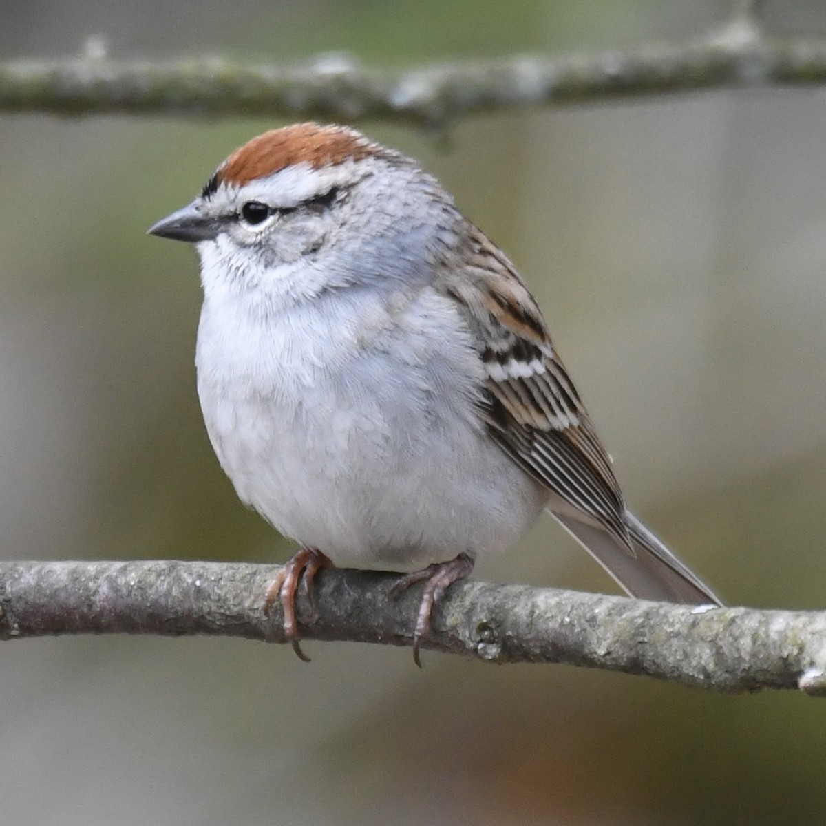 Chipping Sparrow - ML618272529