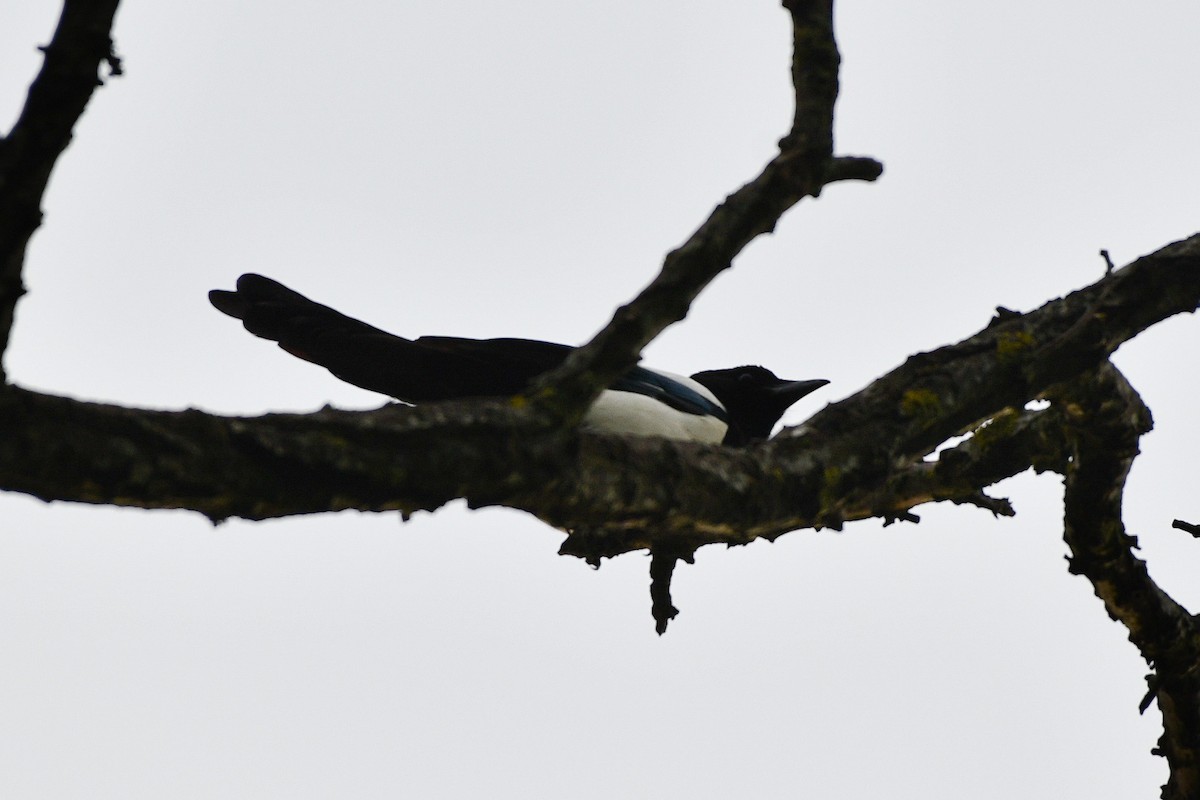 Eurasian Magpie (Eurasian) - ML618272536