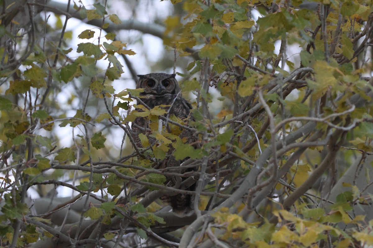 Lesser Horned Owl - carlos grande flores