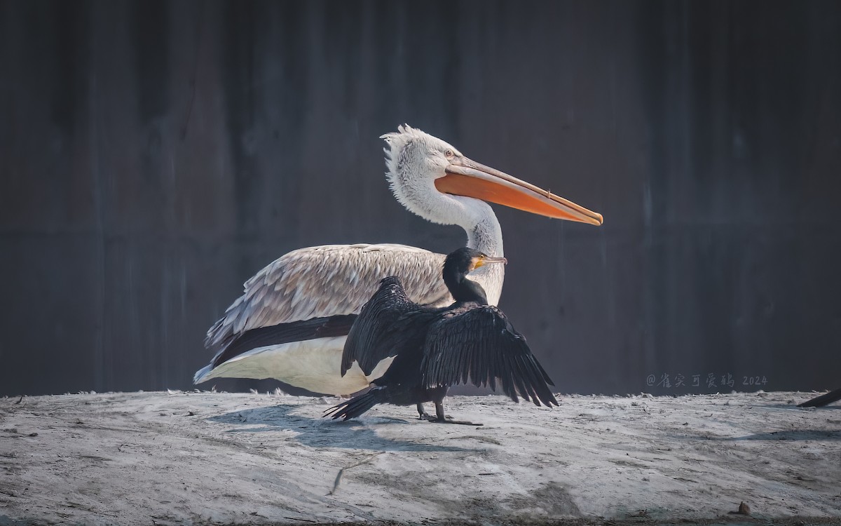 pelikán kadeřavý - ML618272562